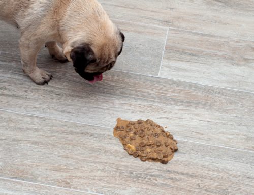 Why is my Dog Vomiting?