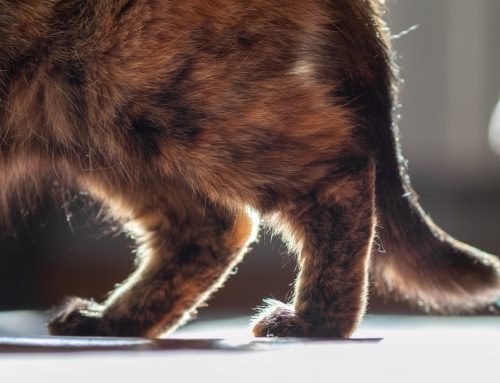 Pain, Pain, Go Away: How to Manage Your Cat’s Arthritis Pain