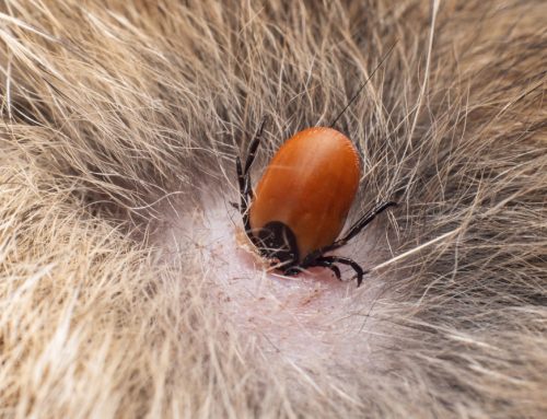Tiny Ticks, Big Threat: Protecting Pets from Tick-Borne Disease