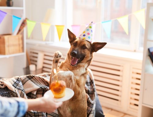 6 Tips to Help You Have a Fun and Safe Birthday Celebration for Your Pet